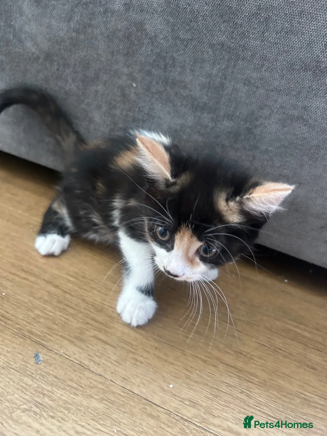 Mixed Breed cats for sale: 1 gorgeous female kitten available  - Advert 1