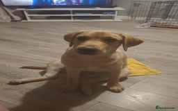 Labrador Retriever dogs for sale: Buddy  - Advert 1