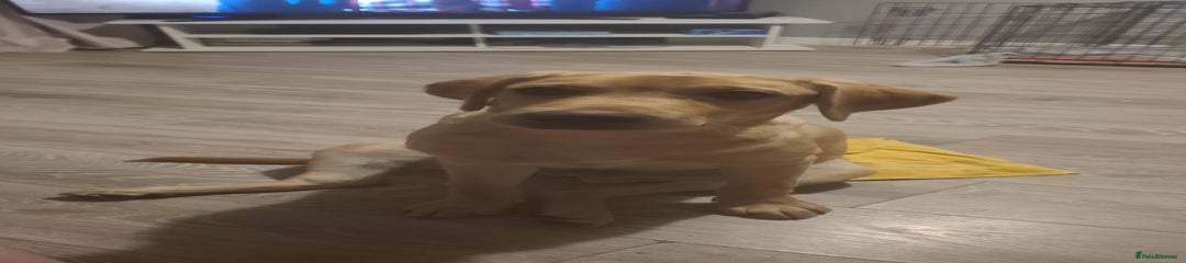 Labrador Retriever Puppy 1