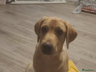 Labrador Retriever dogs for sale: Buddy - Advert 1