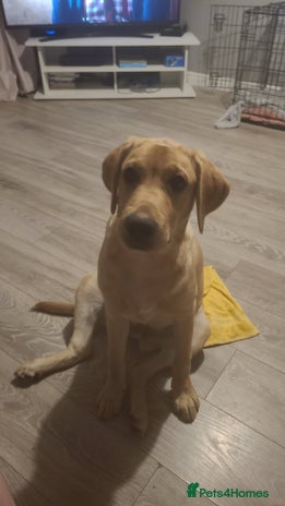 Labrador Retriever dogs Buddy - Advert 2