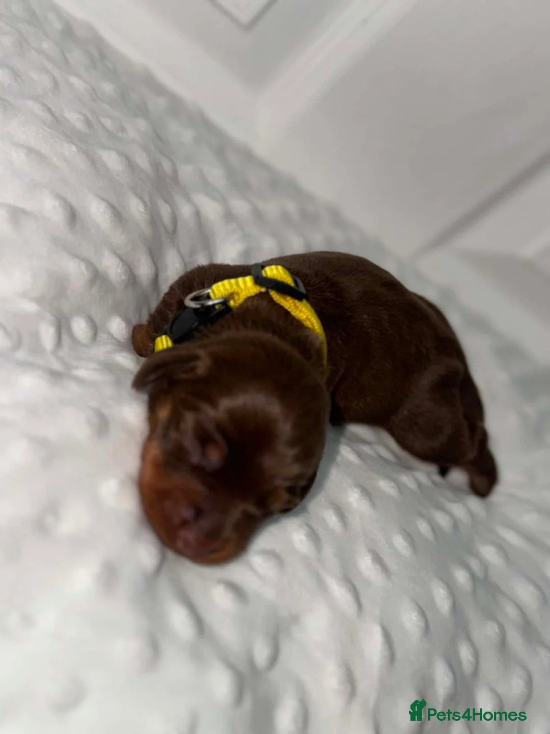 Miniature Dachshund dogs for sale: Stunning Miniature Dachshunds (Isabella Carriers) - Advert 14