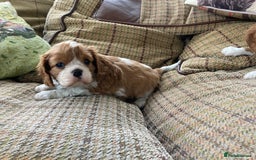 Cavalier King Charles Spaniel dogs for sale: Super KC blenheim pups - health tested parents - Image 6