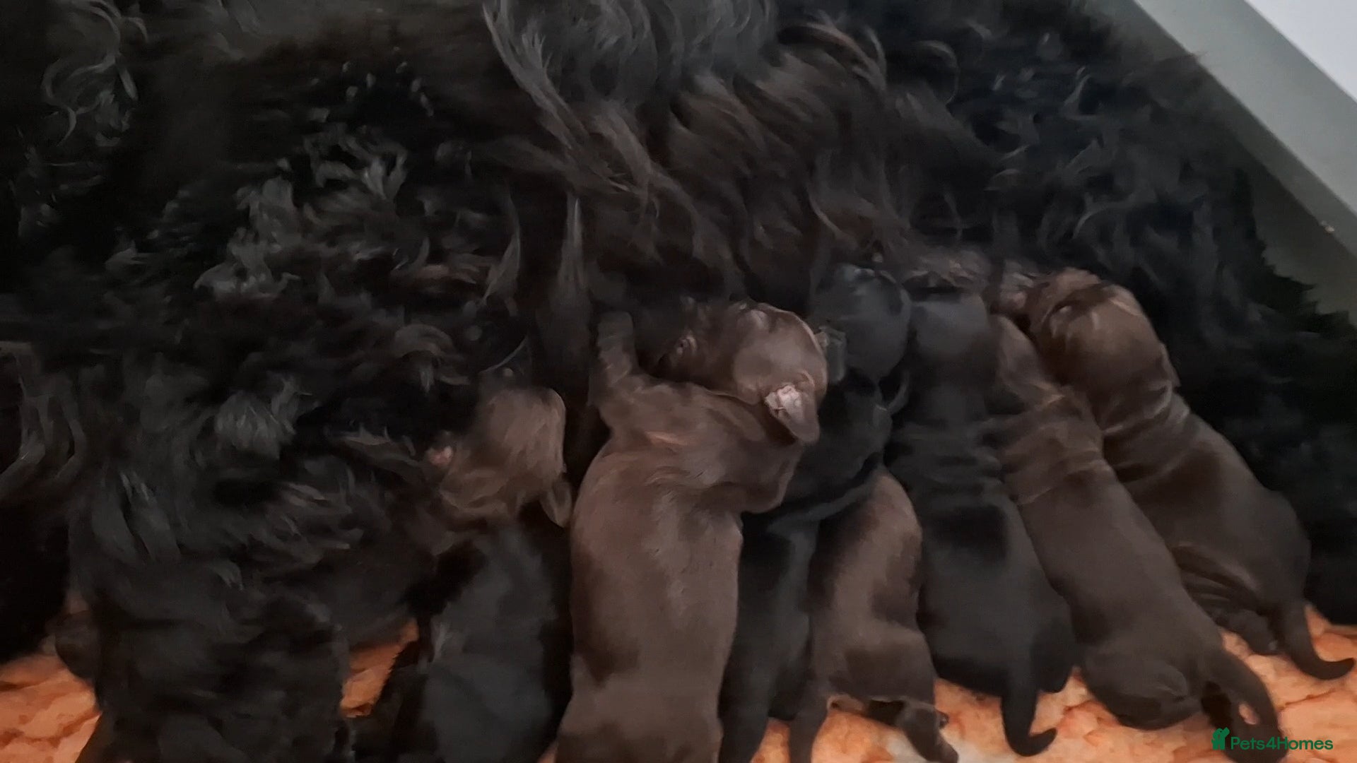 Cocker Spaniel dogs Show type KC Reg Cocker Spaniel Puppies Available - Advert 6