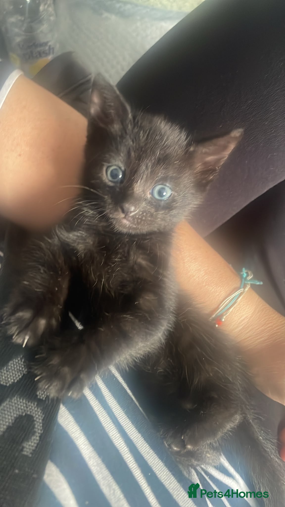 Mixed Breed cats 7 very cute kittens  - Advert 3