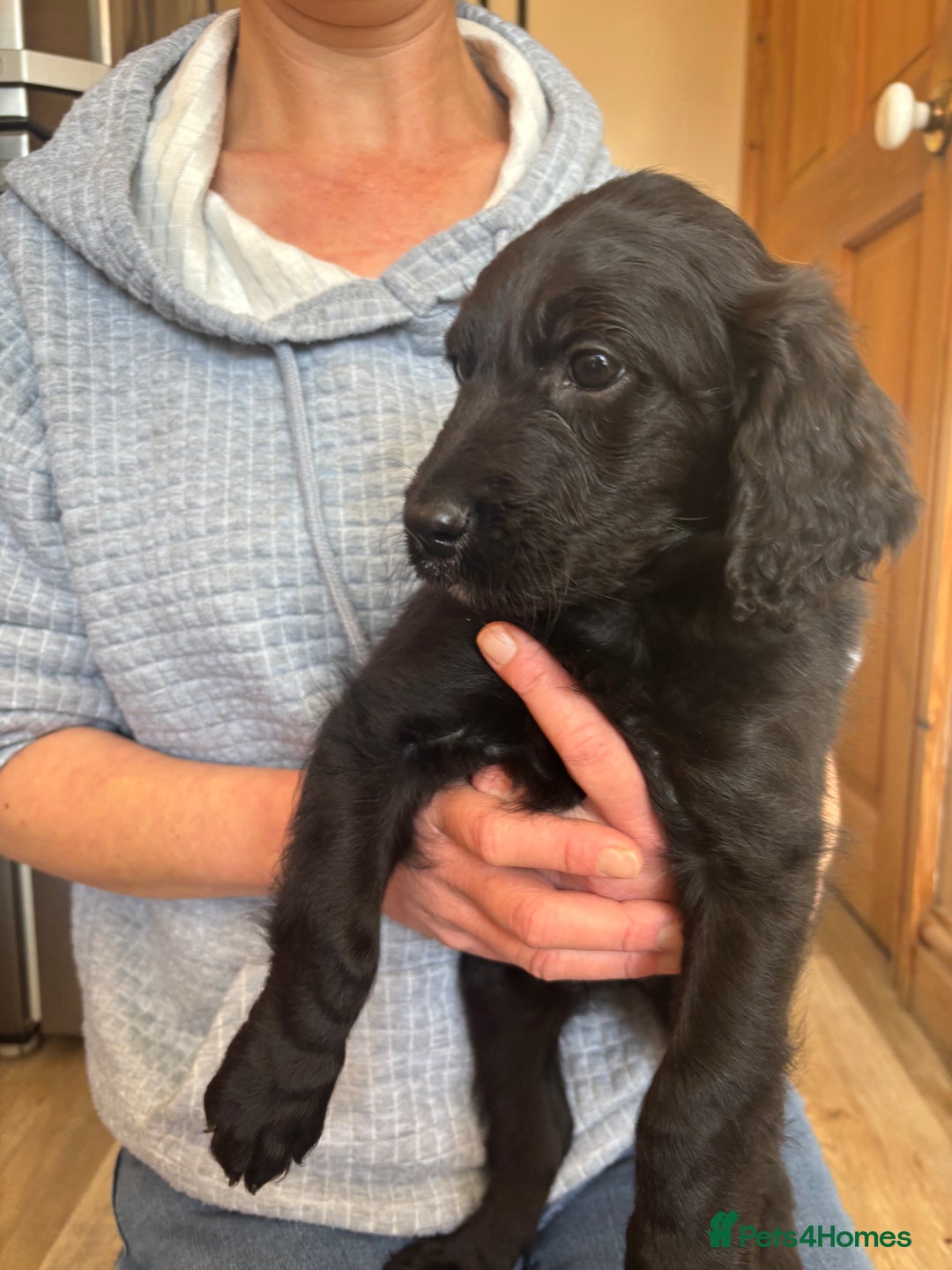 Mixed Breed dogs for sale: Male Australian Labradoodles  - Image 7