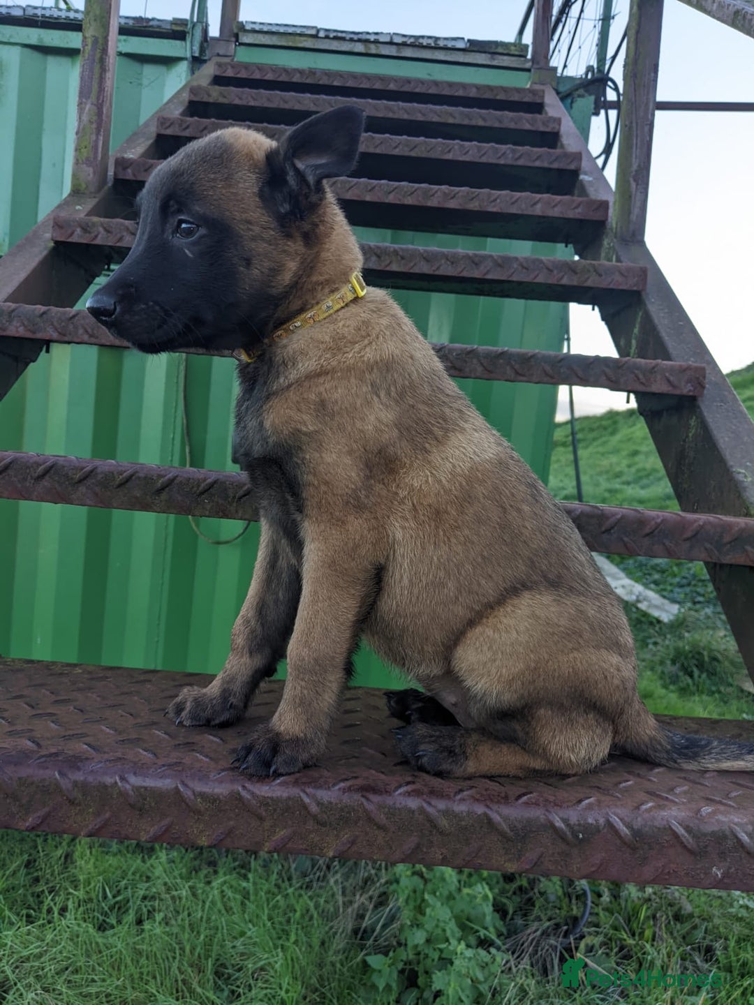 Belgian Shepherd Dog dogs for sale: Belgian Malinois - Advert 2