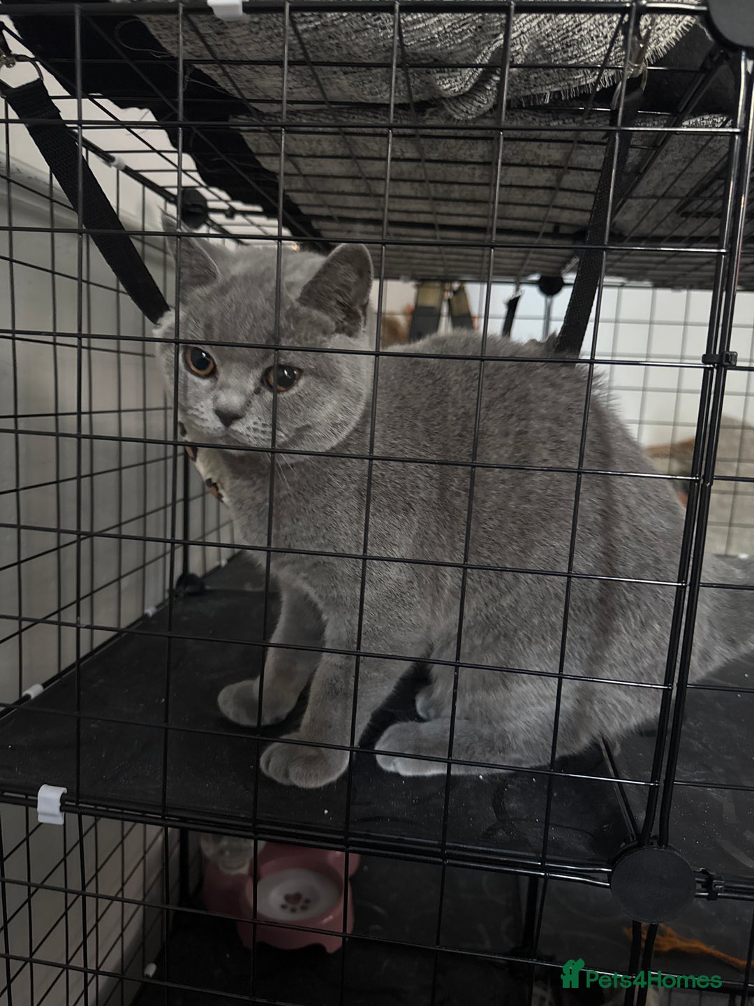 British Shorthair cats for sale: British short hair fmale 6mth read description  - Image 9