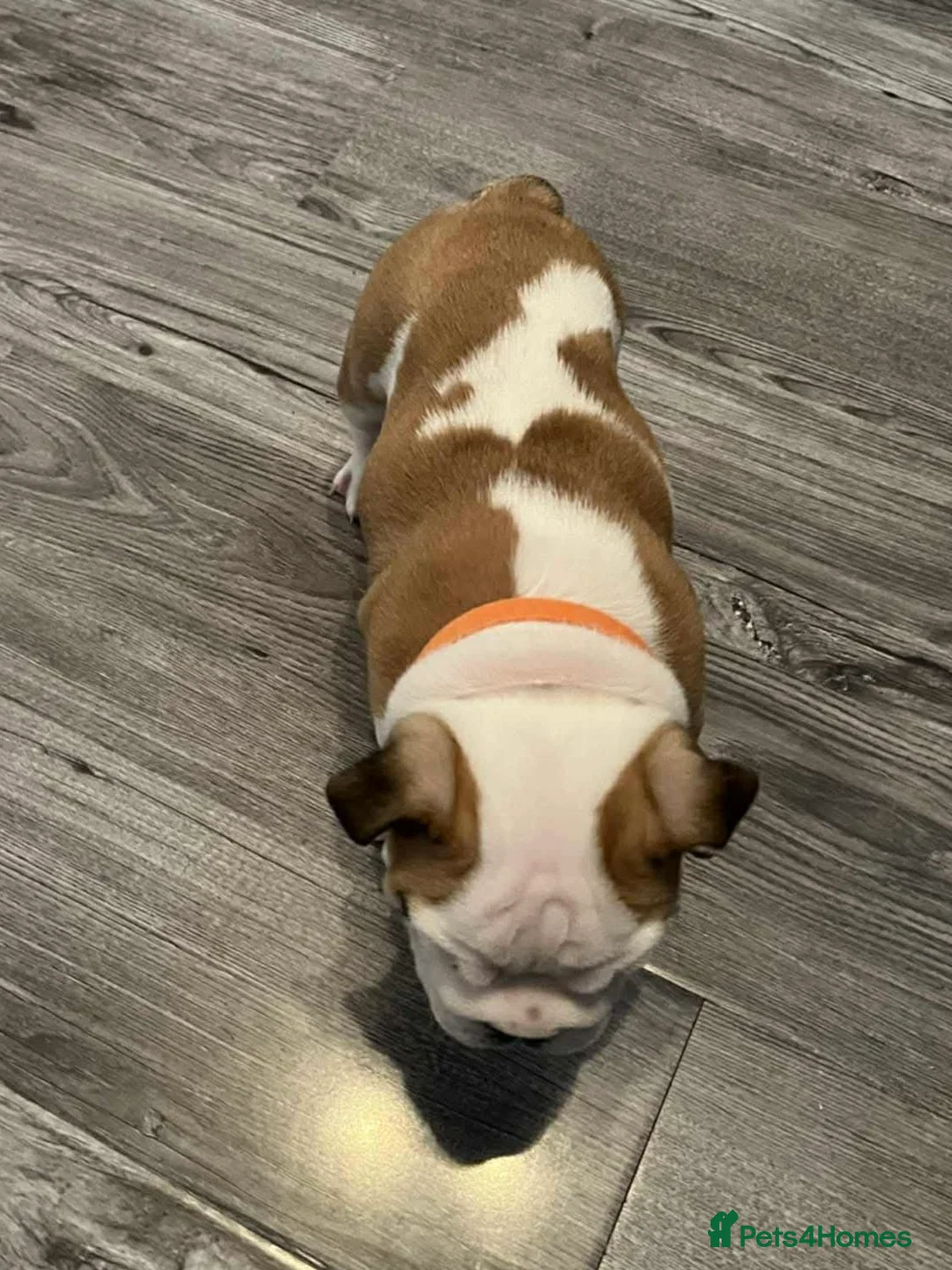 English Bulldog dogs for sale: English bulldog 1 female still available  - Advert 4