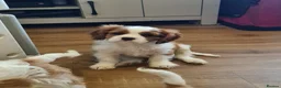 Cavalier King Charles Spaniel dogs for sale: Stunning cavalier king Charles spaniel puppy - Advert 1