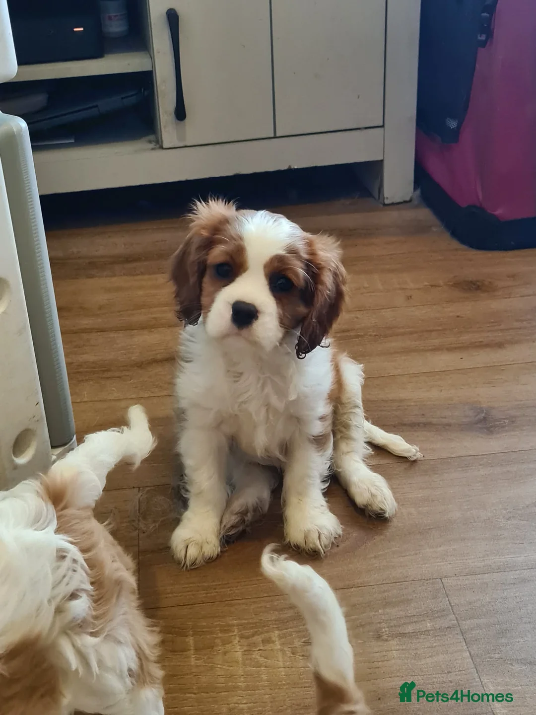 Cavalier King Charles Spaniel dogs for sale: Stunning cavalier king Charles spaniel puppy - Advert 1
