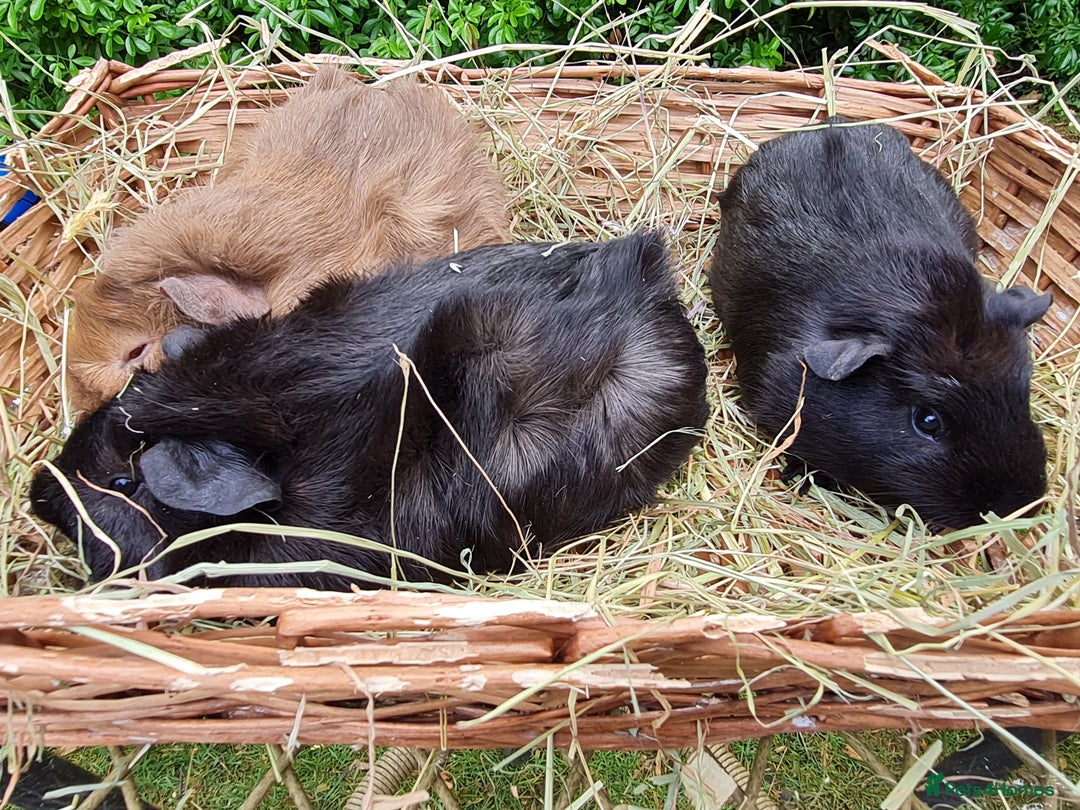 Guinea Pig rodents for sale: Baby guinea pigs for sale - Advert 10
