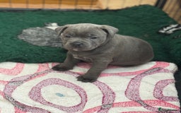 Staffordshire Bull Terrier dogs for sale: Amazing blue Staffordshire bull terrier puppies  in Stoke-on-Trent - Image 21