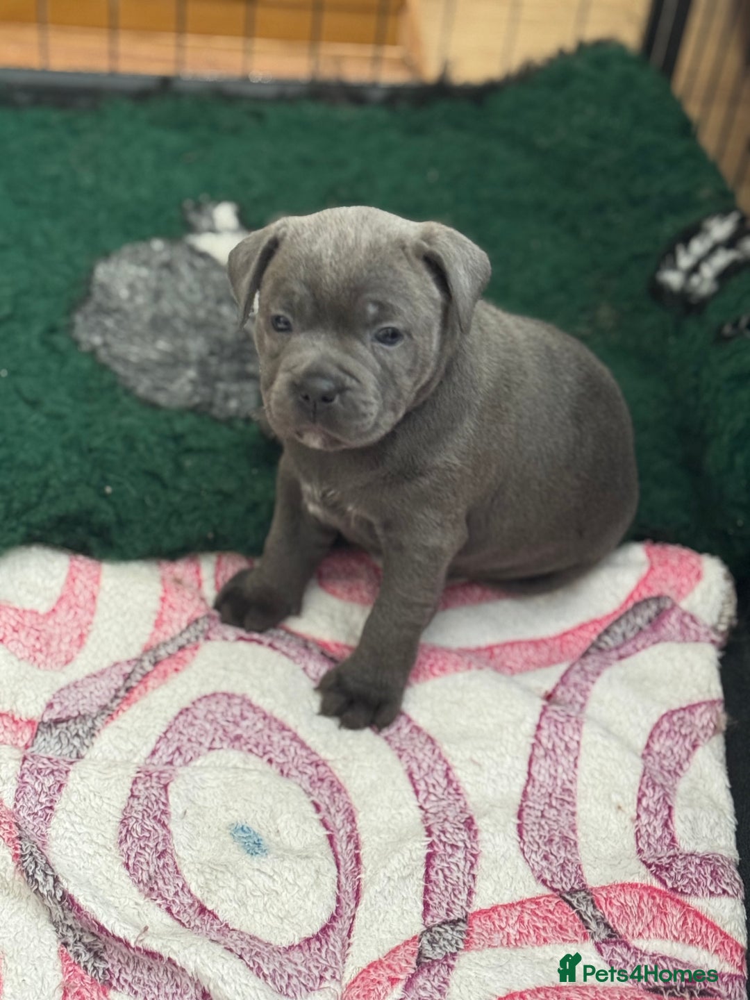Staffordshire Bull Terrier dogs for sale: Amazing blue Staffordshire bull terrier puppies  in Stoke-on-Trent - Image 21