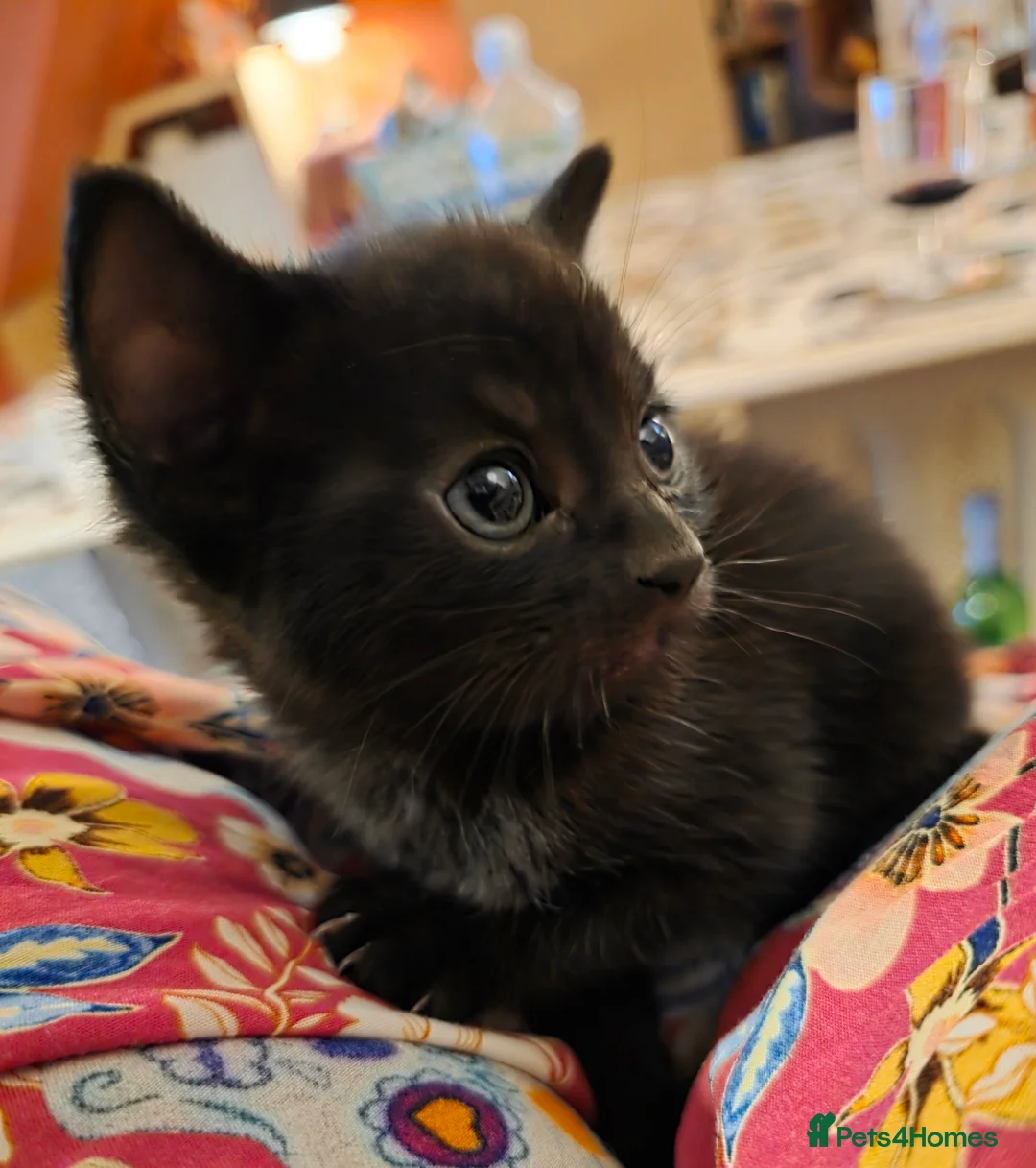 Mixed Breed cats for sale: 2 beautiful kittens for sale - Advert 2