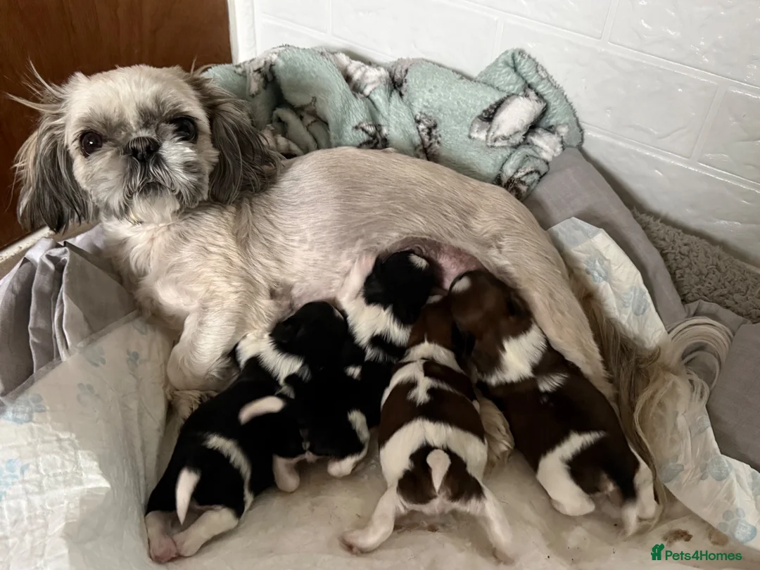 Shih Tzu dogs for sale: 3 beautiful Shih Tzu pups  - Advert 1