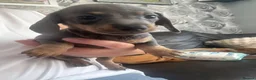Miniature Dachshund dogs for sale: 3 beautiful Dacshund baby’s  - Advert 2