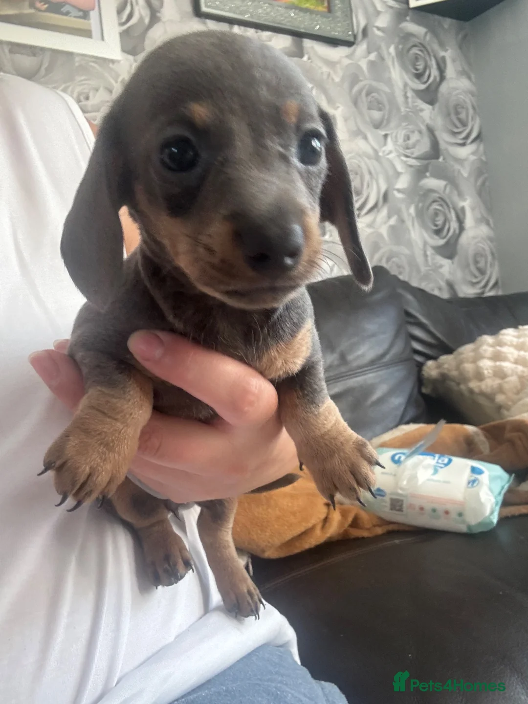 Miniature Dachshund dogs for sale: 3 beautiful Dacshund baby’s  - Advert 2