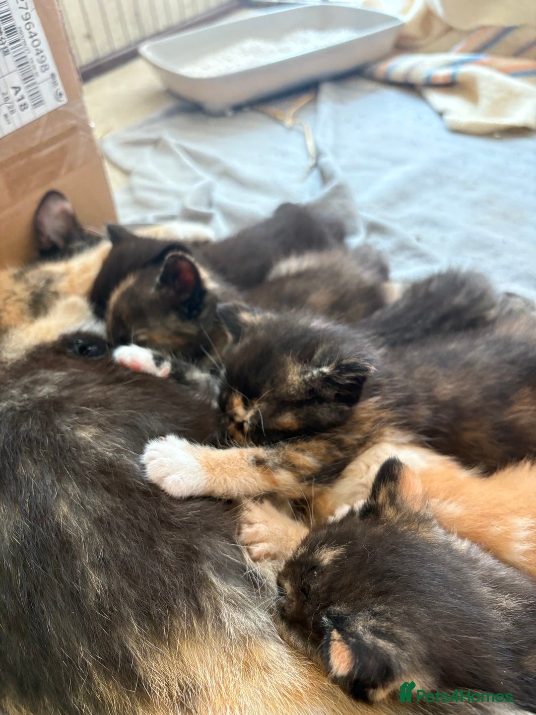 Mixed Breed cats for sale: 4 farm kittens for sale  - Image 9