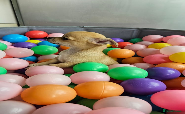 Chihuahua dogs - Advert 4