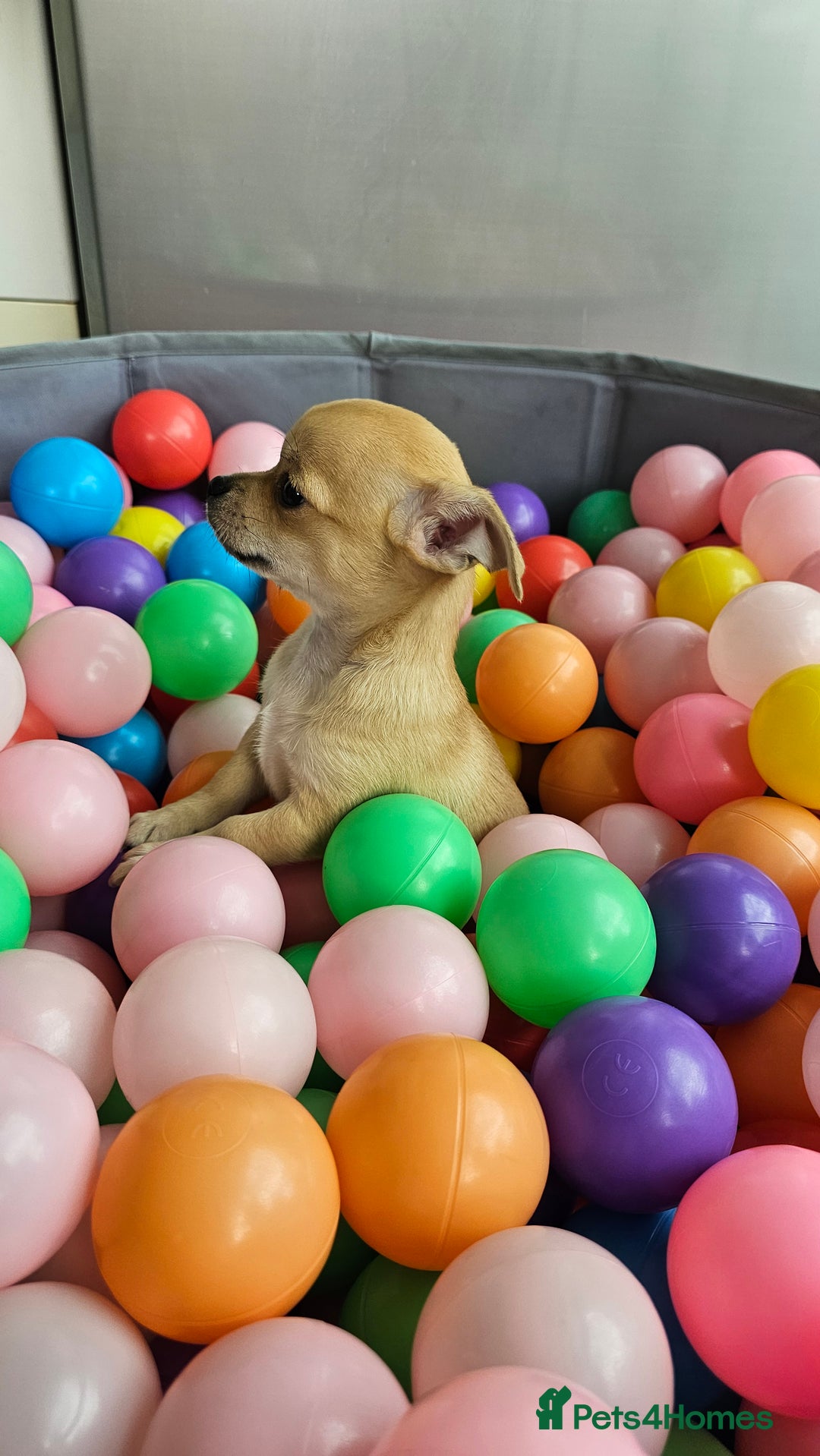 Chihuahua dogs for sale: Chihuahua puppies available  - Image 5