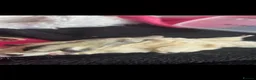 Sugar Glider rodents for sale: Male & Female gliders ready now  - Advert 3