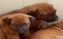 Rhodesian Ridgeback dogs for sale: Rhodesian Ridgeback Puppies KC reg - Image 13
