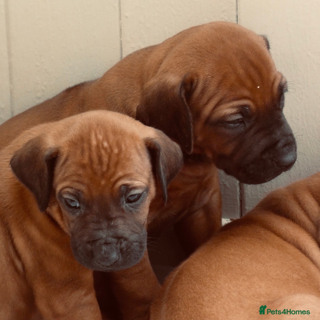 Rhodesian Ridgeback dogs for sale: Rhodesian Ridgeback Puppies KC reg - Image 13