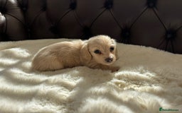 Miniature Dachshund dogs for sale: Ee cream miniature Dadchound  - Image 2