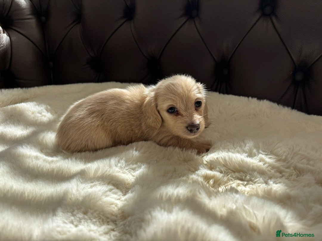 Miniature Dachshund dogs for sale: Ee cream miniature Dadchound  - Image 2