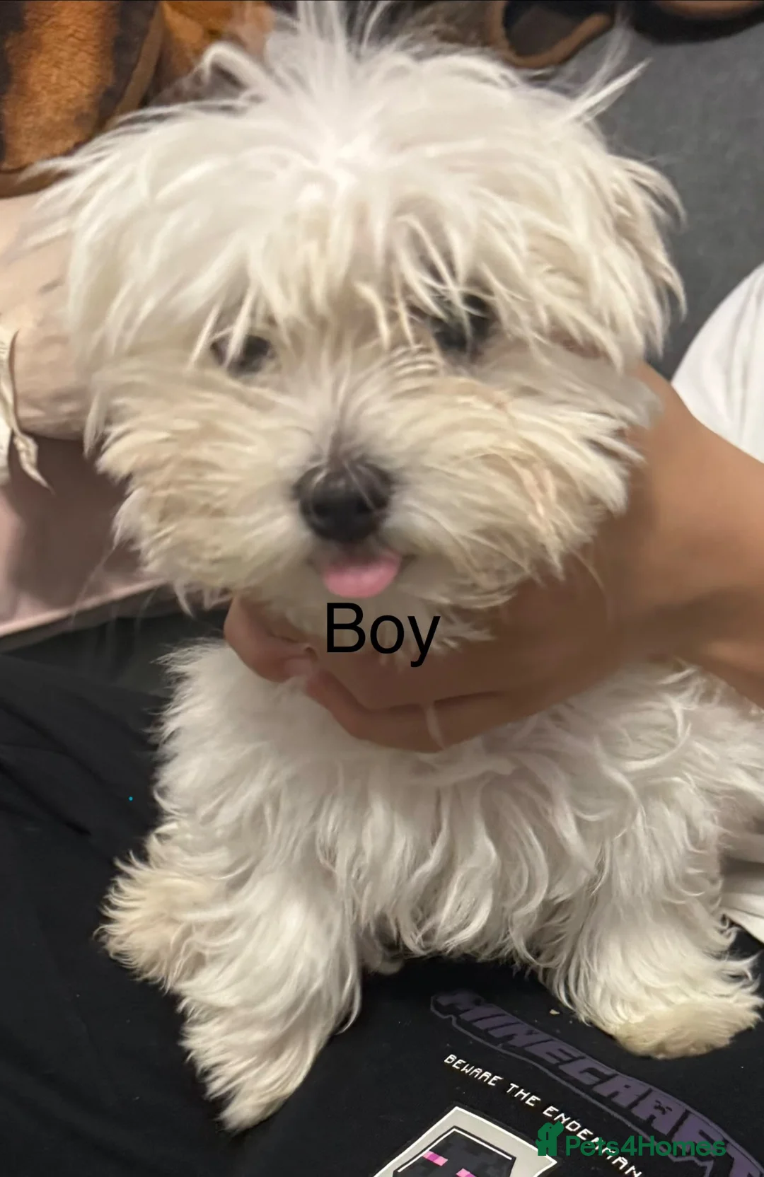 Bichon Frise dogs for sale: Selling - Advert 6