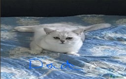 Scottish Fold cats for sale: 4 Scottish Straight Boys  - Image 17