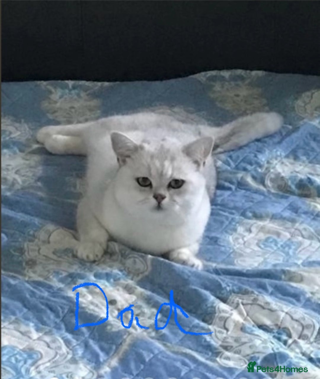 Scottish Fold cats for sale: 4 Scottish Straight Boys  - Image 17