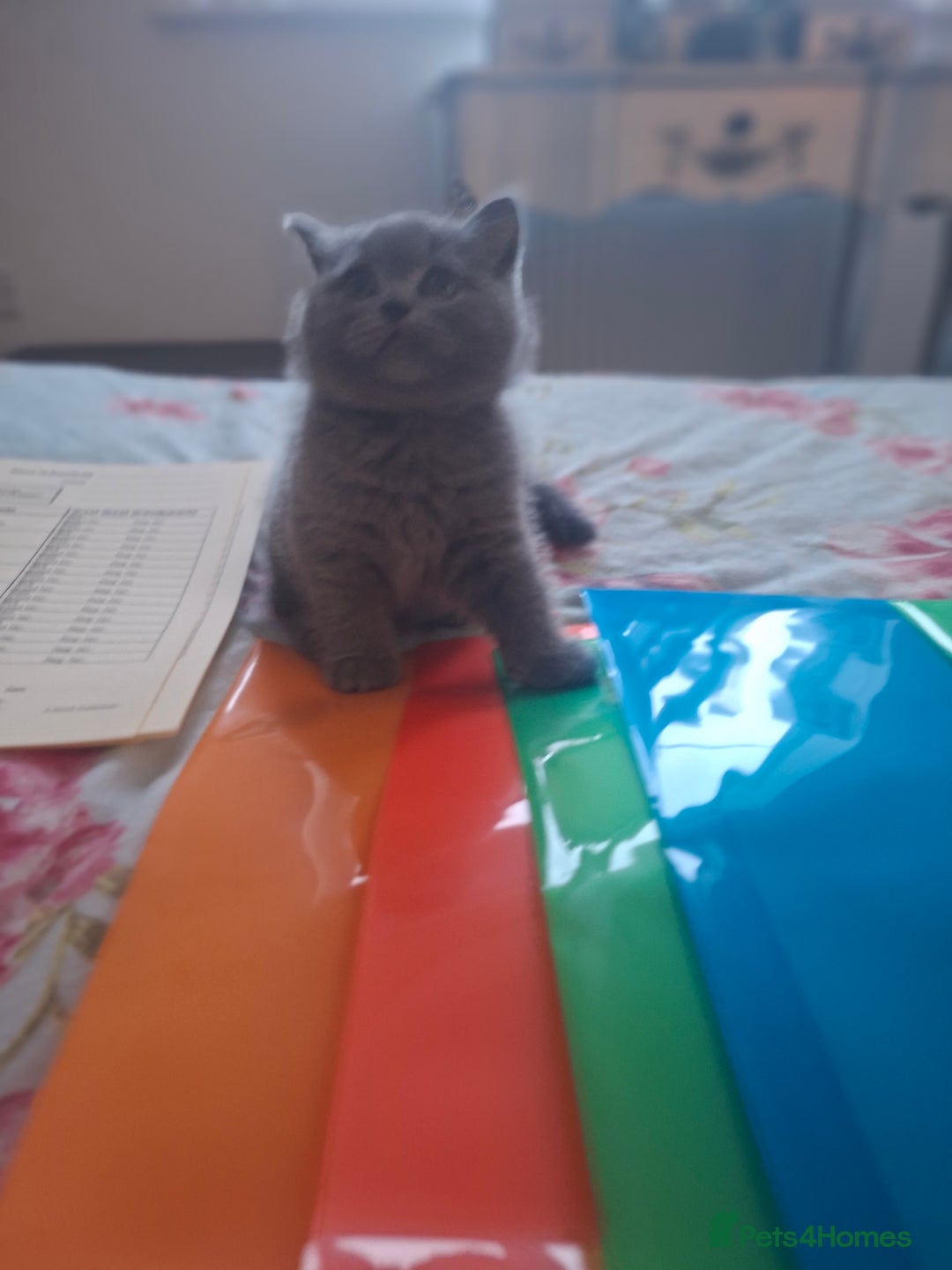 British Shorthair cats for sale: British blue kittens GCCF registered 🩷💜 - Advert 11