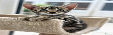 YOGI 