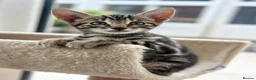 Savannah cats for sale: 🐆 Rare Kiwanga pedigree F3 Savannah Kittens 🐆 - Advert 14