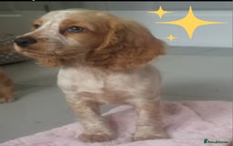 Cocker Spaniel dogs for sale: 🐶PRA FA HEALTH TESTED Show Cocker Spaniels Ready - Image 2