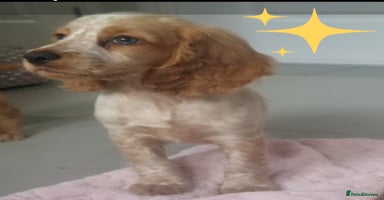 Cocker Spaniel dogs - Advert 3