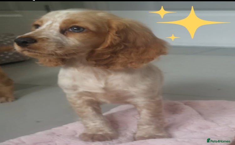 Cocker Spaniel dogs - Advert 14