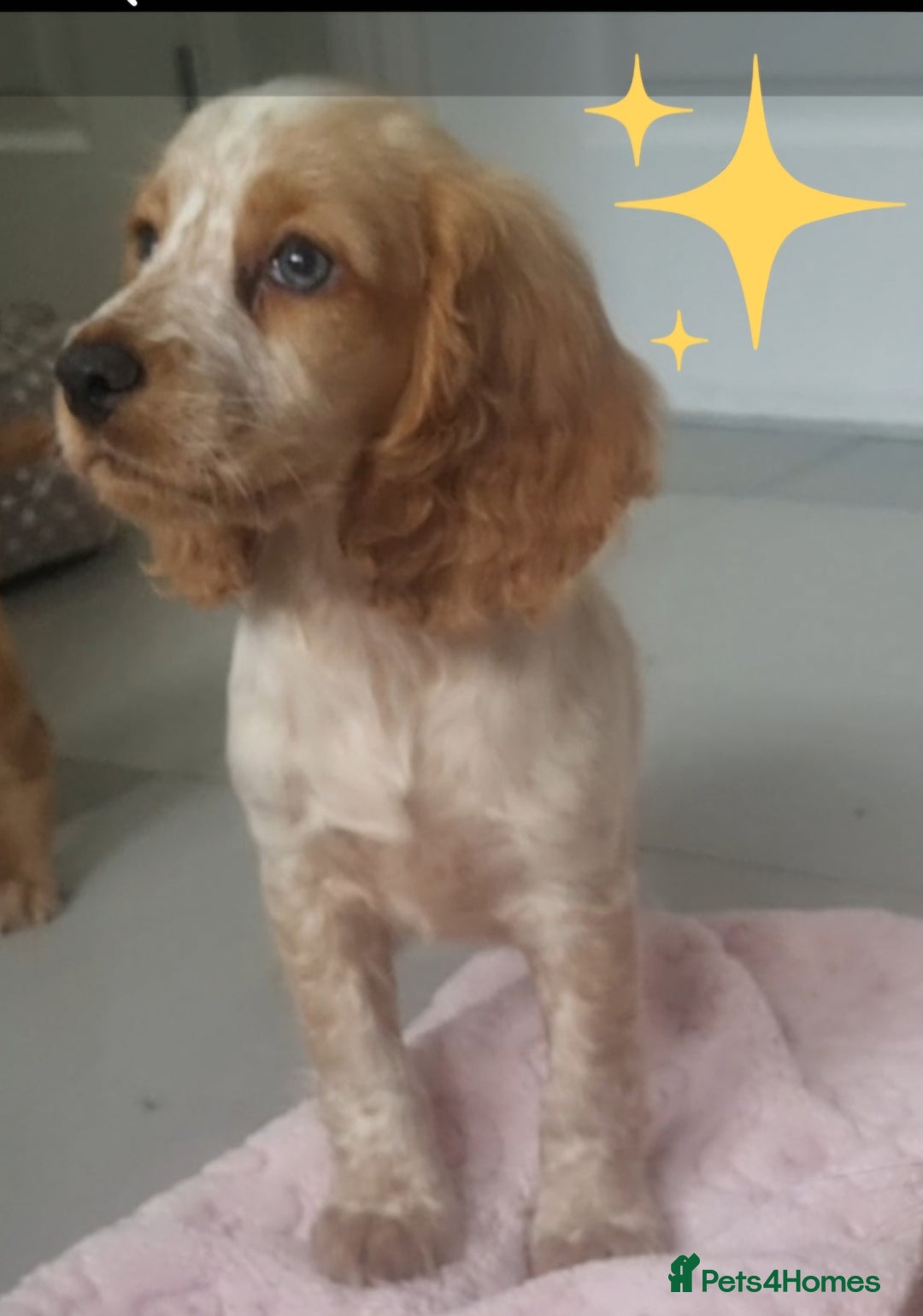 Cocker Spaniel dogs for sale: 🐶PRA FA HEALTH TESTED Show Cocker Spaniels Ready - Image 2
