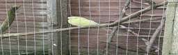 Budgerigars birds for sale: Budgies for sale - Advert 3