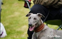 Mixed Breed dogs for sale: 5 lovely Lurchers  - Image 5