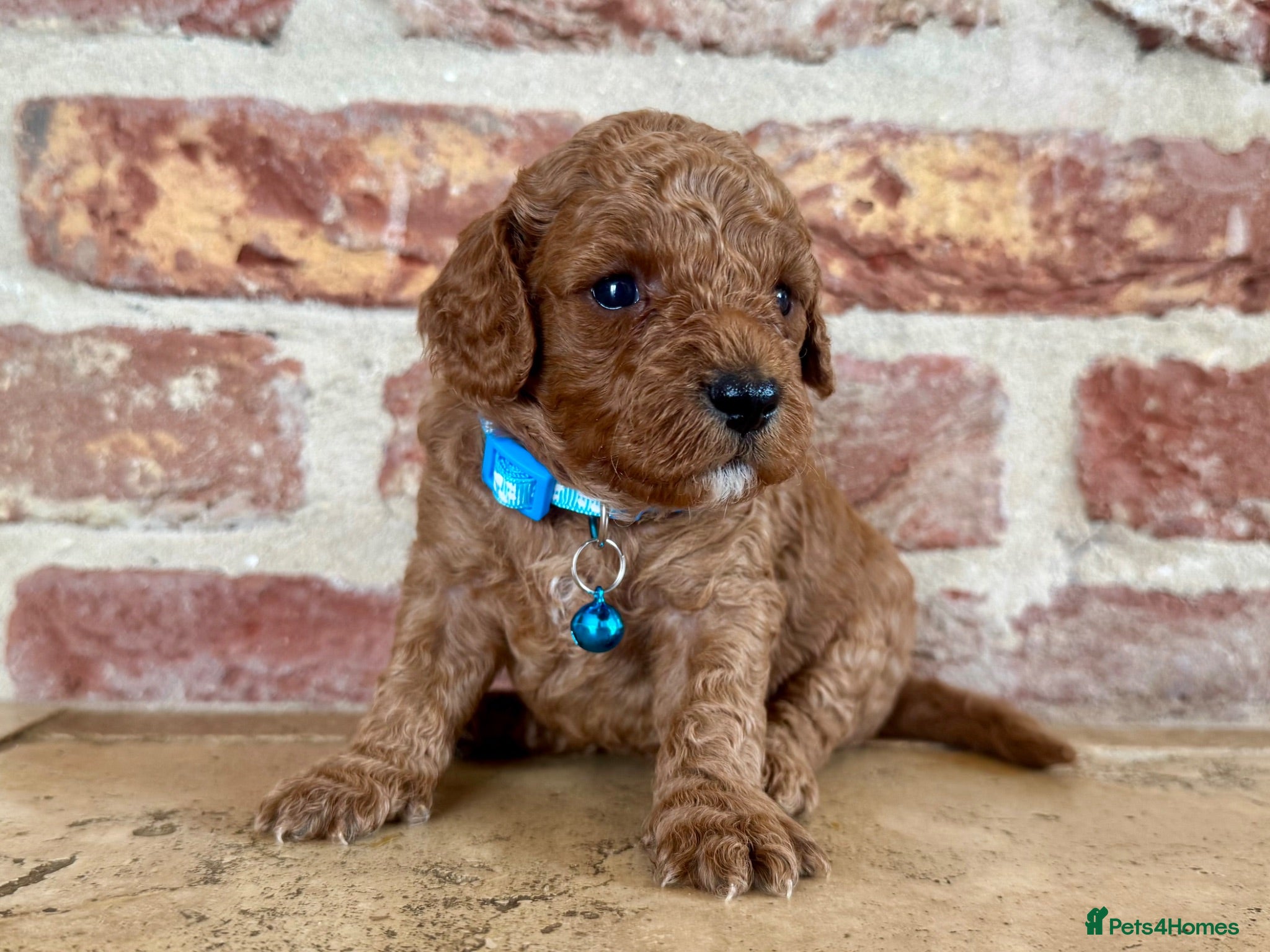 Cavapoo dogs 🐾 F1b male cavapoo 🐾 - Advert 1