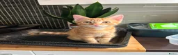 Mixed Breed cats for sale: Ginger Kitten litter in Manchester - Advert 13