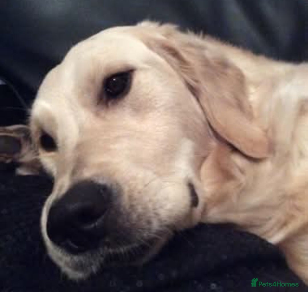 Golden Retriever dogs for sale: Heartbreaking Sale – Our Beloved Golden Retriever - Image 4