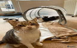 Mixed Breed cats for sale: Beautiful mixed tabby kittens - Image 2