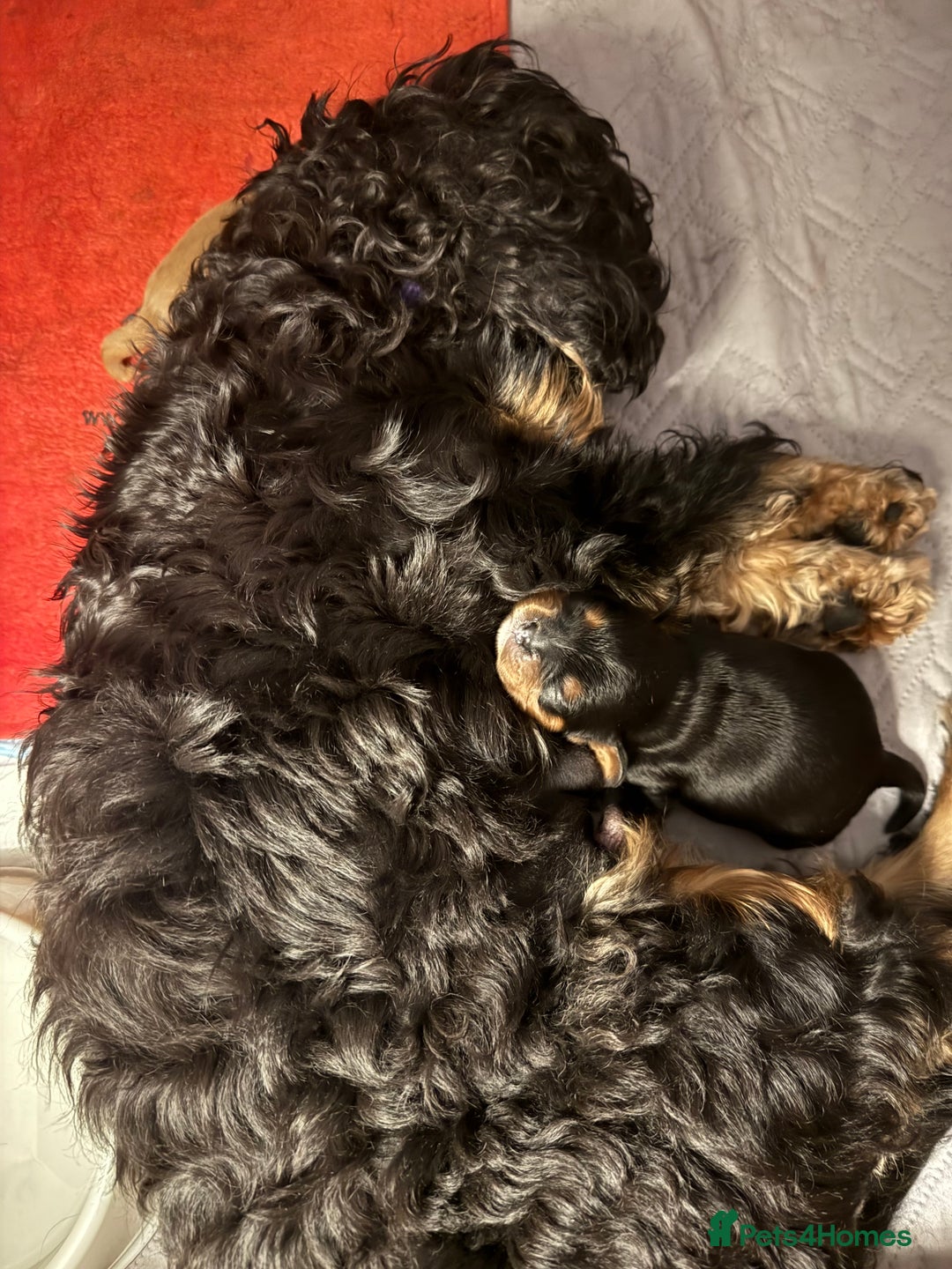 Cavalier King Charles Spaniel dogs for sale: Black and Tan boy - Advert 6