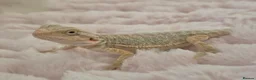 Bearded Dragon reptiles for sale: 100%Het Zero Bearded Dragon baby's  - Advert 4