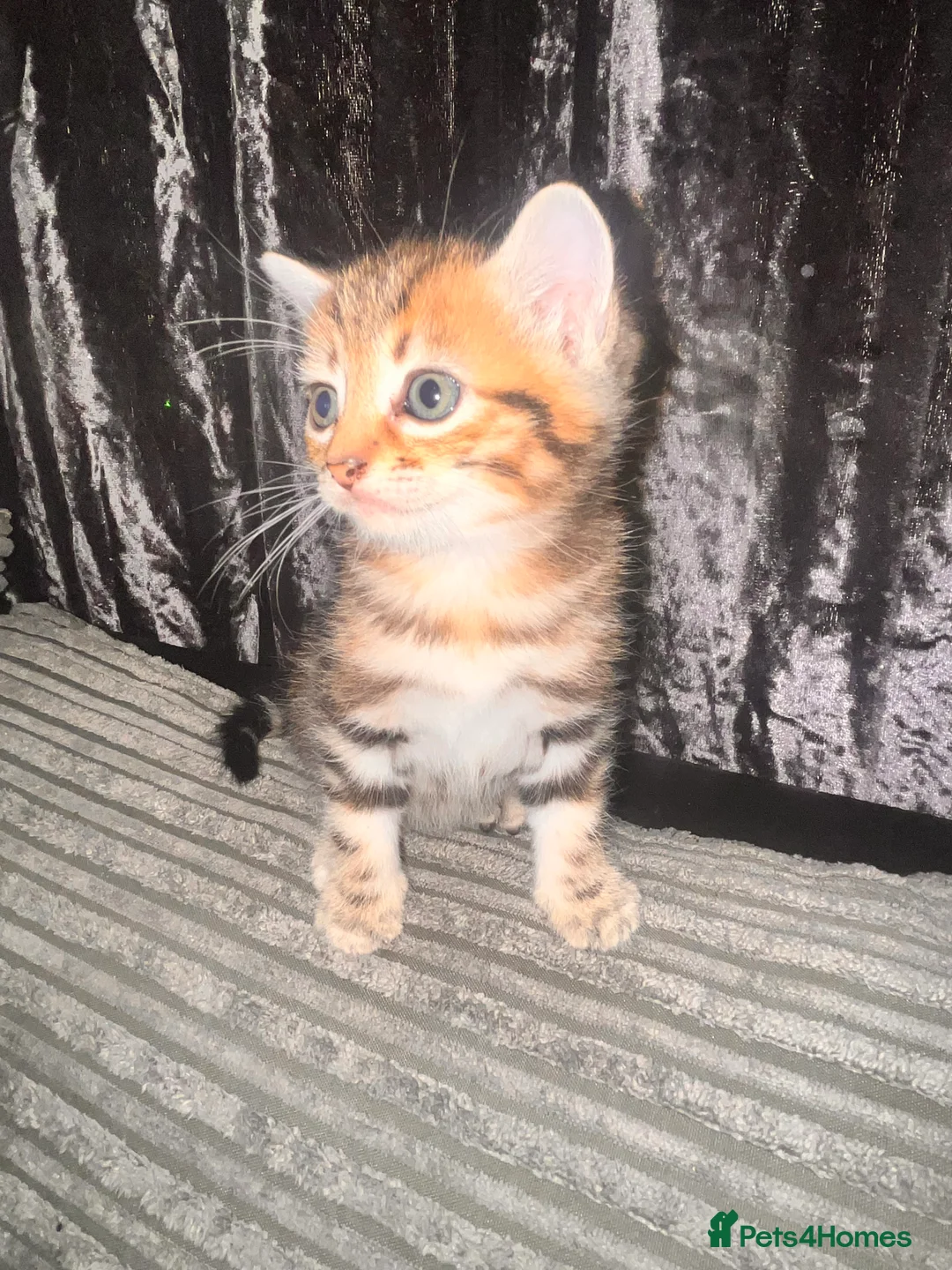 Mixed Breed cats for sale: Russian blue/ bangal - Advert 26