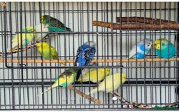 Mixed Breed birds for sale: WANTED aviary Birds - Image 1